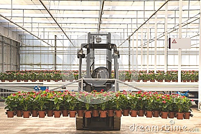 Anthurium hanging on an tractor Stock Photo