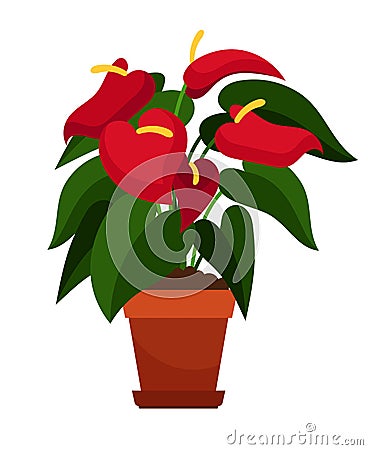 Anthurium houseplant in flower pot Vector Illustration