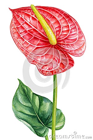 Anthurium on an isolated white background. leaf and flower, botanical watercolor illustration, floral element Cartoon Illustration