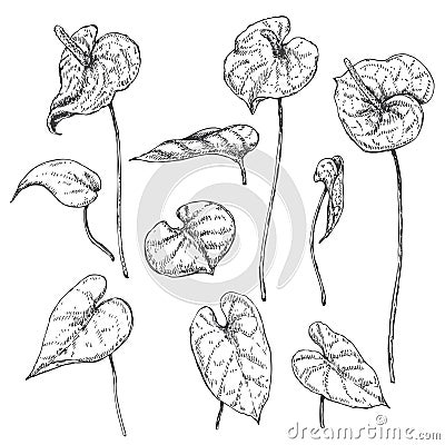 Anthurium Leaves and Flowers Sketch Vector Illustration