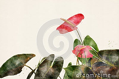 Anthurium. Red flamingo flower. Aquarelle, watercolor illustration. Stock Photo