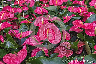 Anthurium, tailflower, flamingo flower and laceleaf. Flowering ornamental flowers for garden, park, balcony Stock Photo