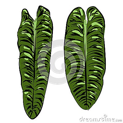 Anthurium veitchii plant leaf hand drawing sketch illustration doodle green color isolated black foliage tropical exotic Cartoon Illustration