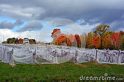 Anti bird netting to stop birds damaging Stock Photo