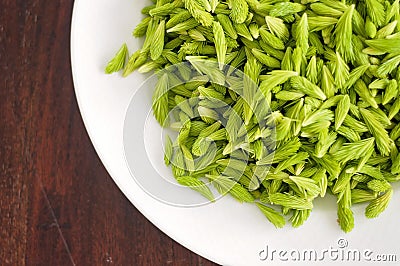 Antibacterial spruce sprouts from Finnish forest during Spring. Fresh raw food or super food are collected from nature in Finland Stock Photo