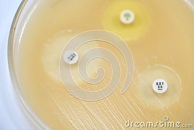 Antibiotic sensitivity of bacteria by means of diffusion test is Stock Photo