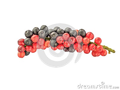 Antidesma thwaitesianum Mull.Arg ., isolate white background with clipping path Stock Photo