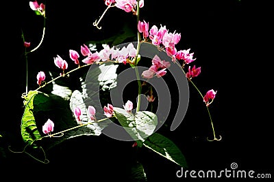 Antigonon leptopus - Coral Vine of India Stock Photo