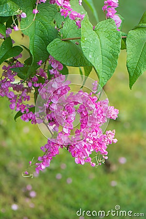 Antigonon leptopus ,flower pink Stock Photo