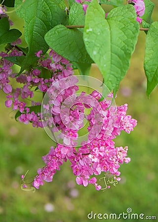 Antigonon leptopus ,flower pink Stock Photo