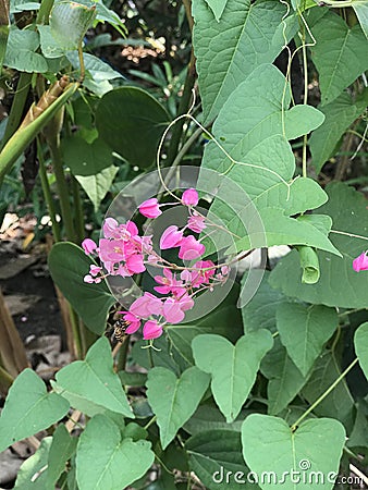 Antigonon leptopus or Mexican creeper or Bee bush or Corol vine or Chain of love flowers. Stock Photo