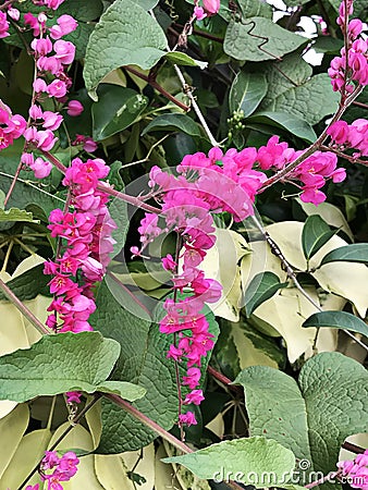 Antigonon leptopus or Mexican creeper or Bee bush or Corol vine or San Miguelito vine or Chain of love flowers. Stock Photo