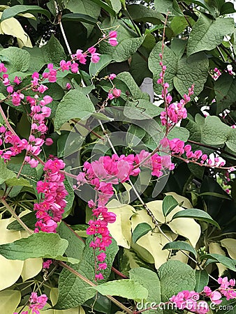 Antigonon leptopus or Mexican creeper or Bee bush or Corol vine or San Miguelito vine or Chain of love flowers. Stock Photo