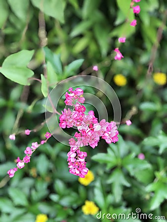 Antigonon leptopus or Mexican creeper or Bee bush or Corol vine or San Miguelito vine or Chain of love flowers. Stock Photo