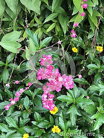 Antigonon leptopus or Mexican creeper or Bee bush or Corol vine or San Miguelito vine or Chain of love flowers. Stock Photo