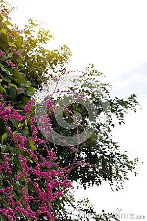 Antigonon leptopus pink. Stock Photo