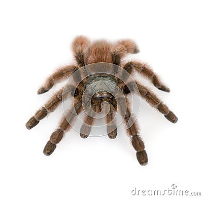 Antilles pinktoe tarantula Stock Photo