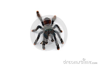The Antilles pinktoe tarantula isolated on white background Stock Photo