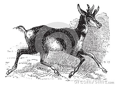 Antilocapra americana or pronghorn vintage engraving Vector Illustration