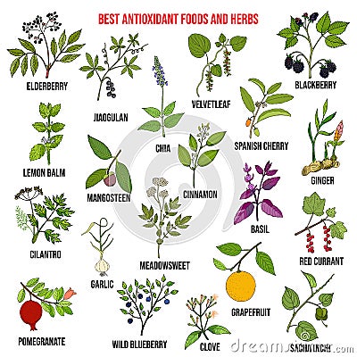 Antioxidant foods and herbs Vector Illustration