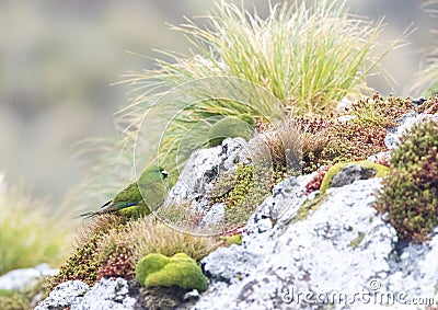 Antipodes Parakeet, Cyanoramphus unicolor Stock Photo