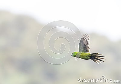 Antipodes Parakeet, Cyanoramphus unicolor Stock Photo