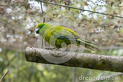 Antipodes parakeet perching on a branch in the garden with trees around Stock Photo