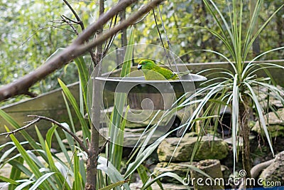 Antipodes parakeet perching on a round object in the garden with trees around Stock Photo