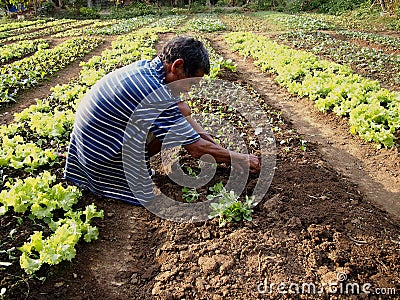 A farmer plants lettuce sprouts at a vegetable farm. Editorial Stock Photo