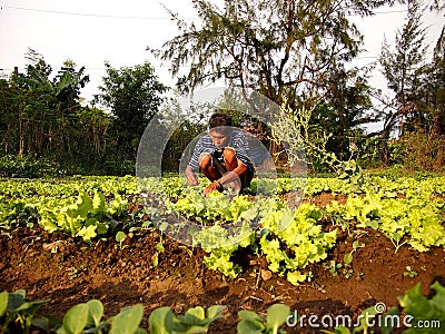 A farmer plants lettuce sprouts at a vegetable farm. Editorial Stock Photo