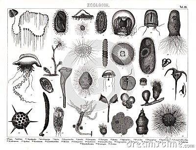 1874 Antique Bilder Print of Various Plankton Species Cartoon Illustration