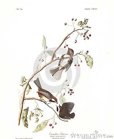 Antique bird illustration. Canadian Titmouse. Cartoon Illustration