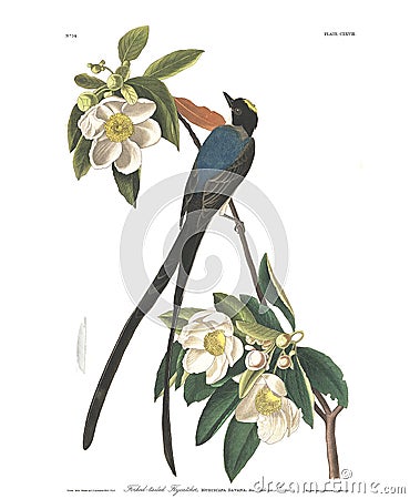 Antique bird illustration. Fork-Tailed Flycatcher. Cartoon Illustration