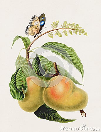 Antique botanical illustration. A Butterfly on a Mango Tree Cartoon Illustration