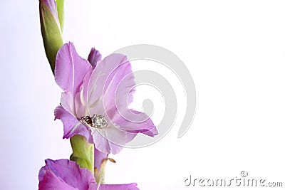 Antique Diamond Ring on Purple Gladiolus with White Background Stock Photo