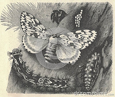 Antique engraved illustration of the black arches metamorphosis. Vintage illustration of the black arches metamorphosis Cartoon Illustration