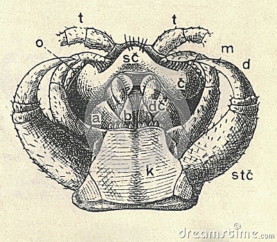 Antique engraved illustration of the brown centipede head. Extremely enlarged. Vintage illustration of the stone Cartoon Illustration