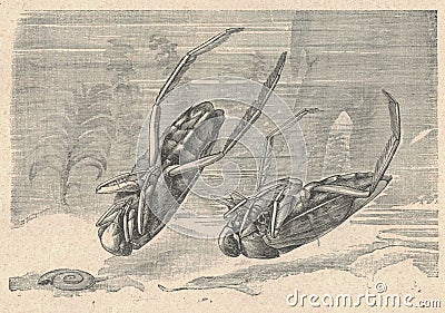 Antique engraved illustration of the common backswimmer. Vintage illustration of the common backswimmer. Old engraved Cartoon Illustration