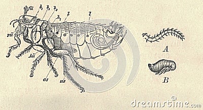 Antique engraved illustration of the human flea metamorphosis. Vintage illustration of the house flea metamorphosis. Old Cartoon Illustration