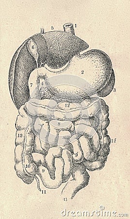 Antique engraved illustration of mammalian digestive system. Vintage illustration of digestive system with letter legend Cartoon Illustration