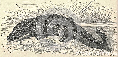 Antique engraved illustration of the Nile crocodile. Vintage illustration of the Nile crocodile. Old engraved picture of Cartoon Illustration