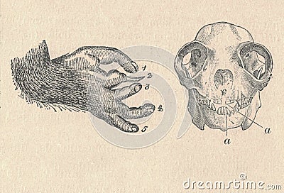 Antique engraved illustration of a prosimians leg and cranium. Vintage illustration of a prosimians leg and cranium Cartoon Illustration