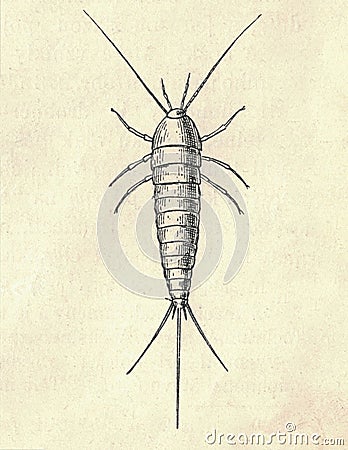 Antique engraved illustration of the silverfish. Vintage illustration of the silverfish. Old engraved picture of the Cartoon Illustration