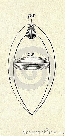 Antique engraved illustration of the swan mussel. Vintage illustration of Anodonta cygnea. Old picture. Cross section Cartoon Illustration