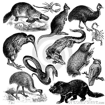 Australian fauna set Stock Photo