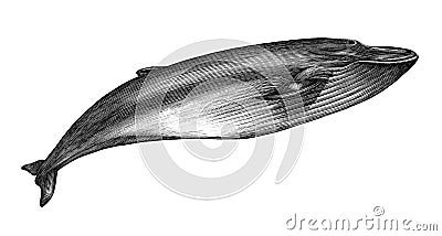 Antique engraving illustration of Blue whale black and white isolated on white background Cartoon Illustration