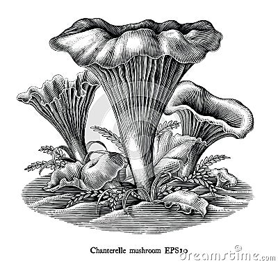 Antique engraving illustration of Chanterelle Mushroom hand draw black and white clip art isolated on white background Vector Illustration