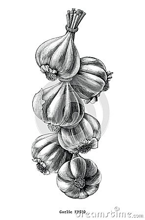 Antique engraving illustration of garlic hand draw black and white clip art isolated on white background Vector Illustration