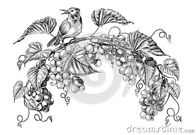 Antique engraving illustration of grapes twig with little bird black and white clip art isolated on white background Cartoon Illustration