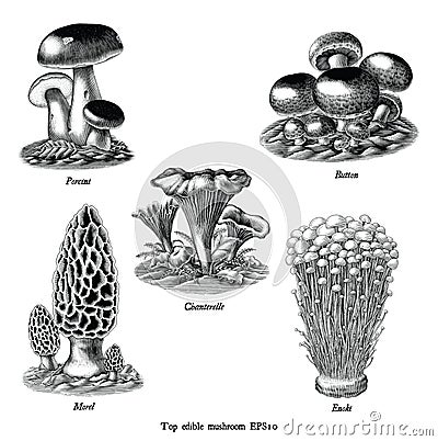 Antique engraving illustration of top edible mushroom collection hand draw black and white clip art isolated on white background Vector Illustration